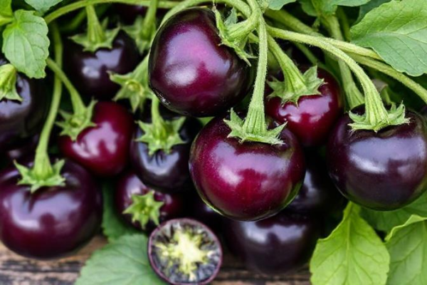 10 Tips Mengelola Alergi Sayuran Nightshade dalam Diet Sehari-hari