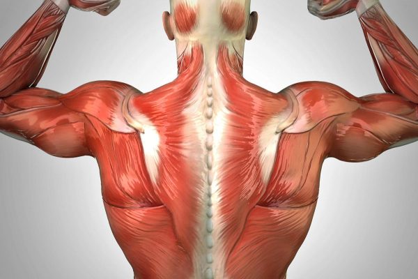 10 Fakta Menarik tentang Kesehatan Otot yang Perlu Anda Ketahui